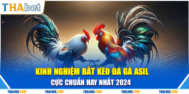 Kinh nghiệm bắt kèo đấu gà Asil