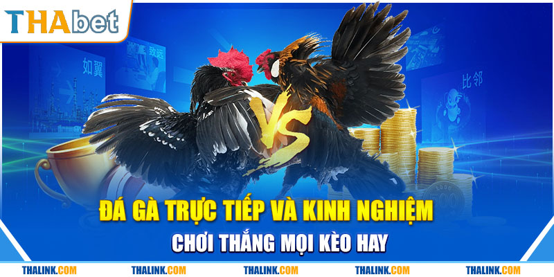 Đá Gà Trực Tiếp Và Kinh Nghiệm Chơi Thắng Mọi Kèo Hay